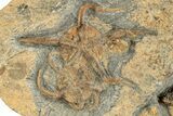 Plate With Three Fossil Brittle Stars (Ophiura) - Morocco #233042-1